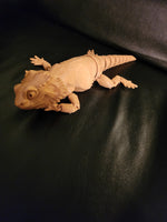 Load image into Gallery viewer, Articulated Bearded Dragon

