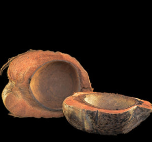 Half Coconut Shell