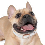 Load image into Gallery viewer, Free Kisses Dog Collar
